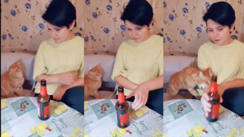 Gatita impide que su dueña tome cerveza