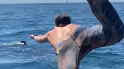 Hombre nada con ‘tiburón peregrino’ y casi termina en tragedia