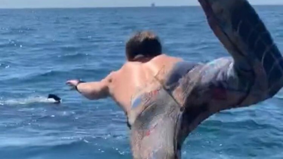 Hombre nada con ‘tiburón peregrino’ y casi termina en tragedia