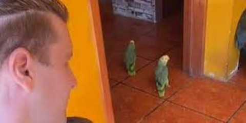 Tiernos loritos conquistan TikTok cantando "Corre" de Jesse & Joy