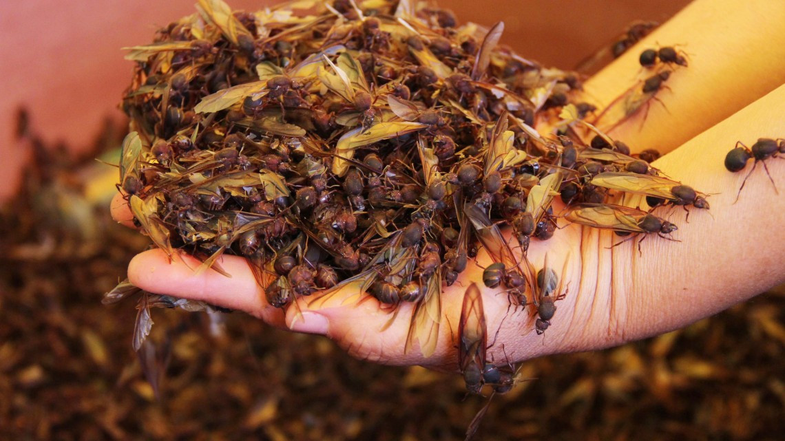 Las hormigas “chicatanas”, el manjar oaxaqueño más caro de temporada