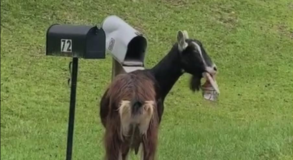 Una cabra hambrienta roba y se come el correo de un buzón 