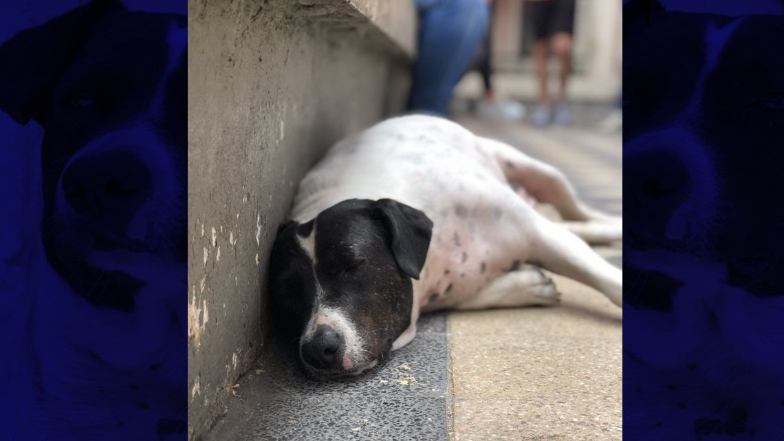 El "perro vaca" que engañó a una ciudad entera