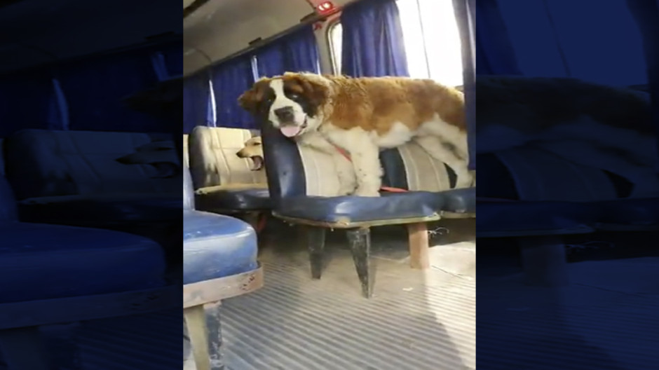 Paseador de perritos pasa por los cachorros en autobús escolar 