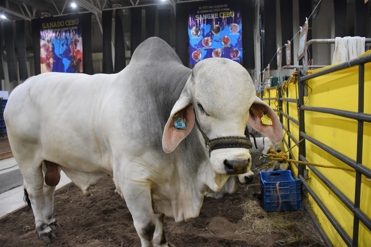 Ganaderos nacionales valoran infraestructura, atractivos  y seguridad de Tampico