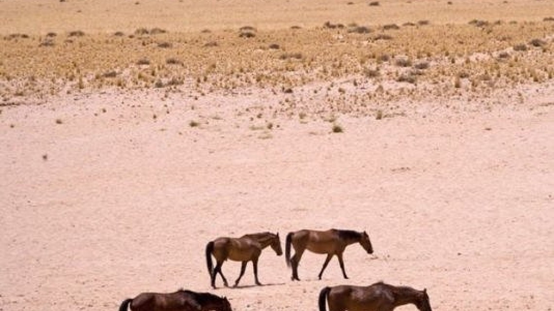 Decenas de caballos salvajes mueren de sed en la ola de calor de Australia