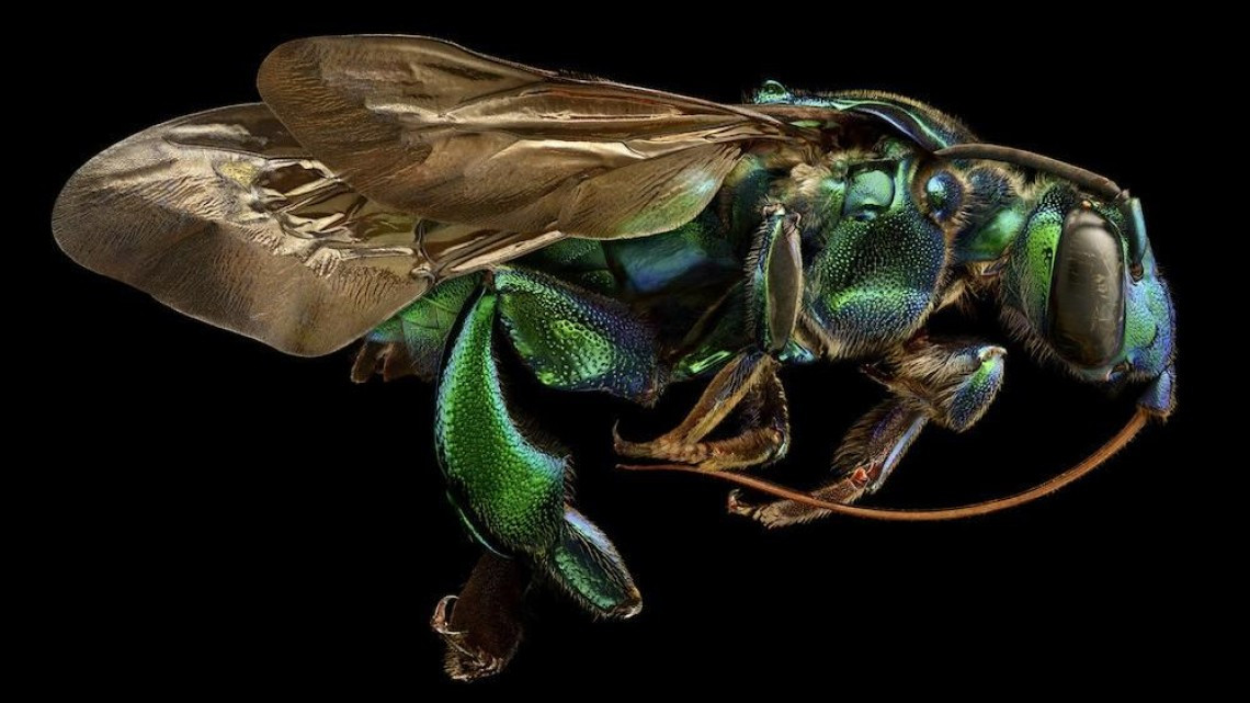 Estas microscópicas imágenes te sorprenderán