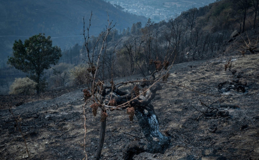 Italia sufre más de 30 mil incendios forestales en el último mes