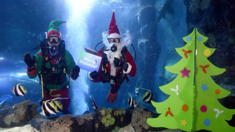 Buzos disfrazados de Santa brillan en acuarios del mundo