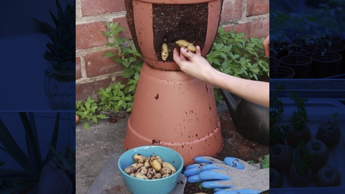 ¡En tiempos de coronavirus! Cultiva en casa tus propias frutas y verduras 
