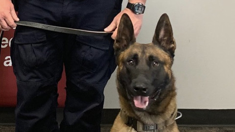 Policía de McAllen dispara contra mujer tras ataque a un perro policía