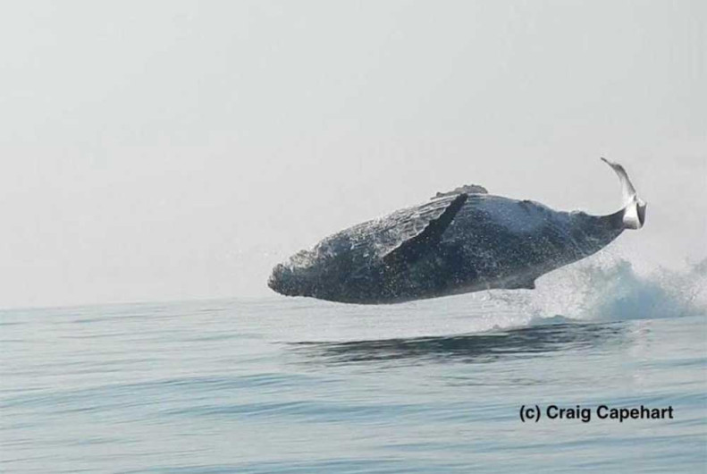Captan salto de ballena fuera del agua 