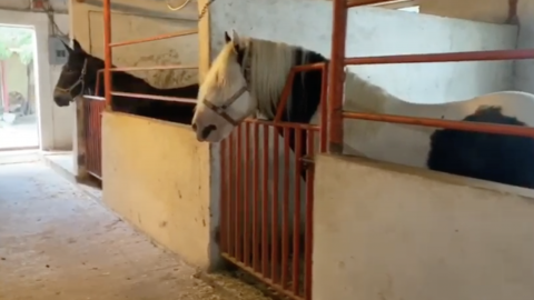 Logra grupo élite de la Policía Estatal de Tamaulipas  aseguramiento histórico de cristal