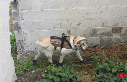 Frida la perrita que ha salvado a 52 personas 