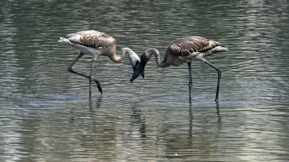 Miles de flamencos crean 'mar rosa' en Bombay, India
