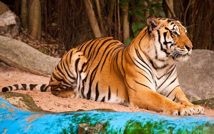 Tienen nuevo hábitat los tigres de bengala en Zoológico de Nuevo Laredo