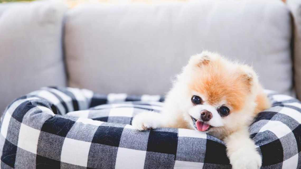 Adiós hermoso Boo, muere el perro más lindo del mundo