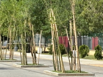 Piden plantar árboles para combatir altas temperaturas en verano 