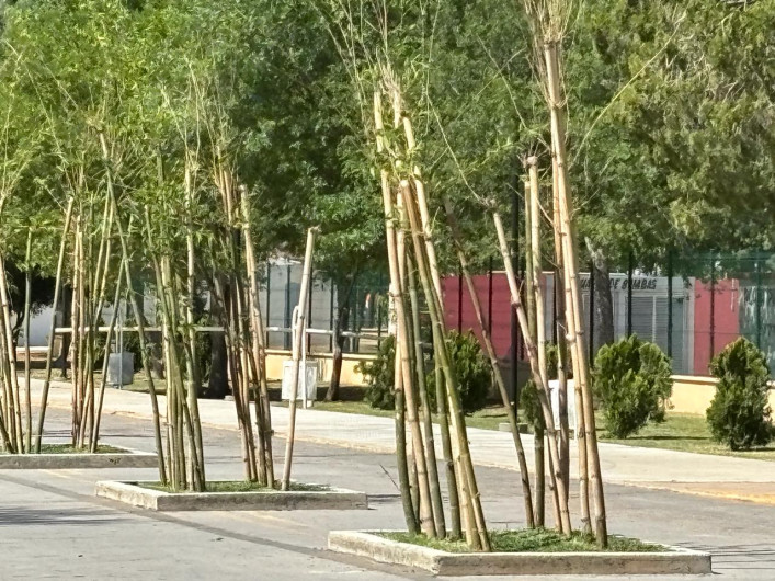 Piden plantar árboles para combatir altas temperaturas en verano 