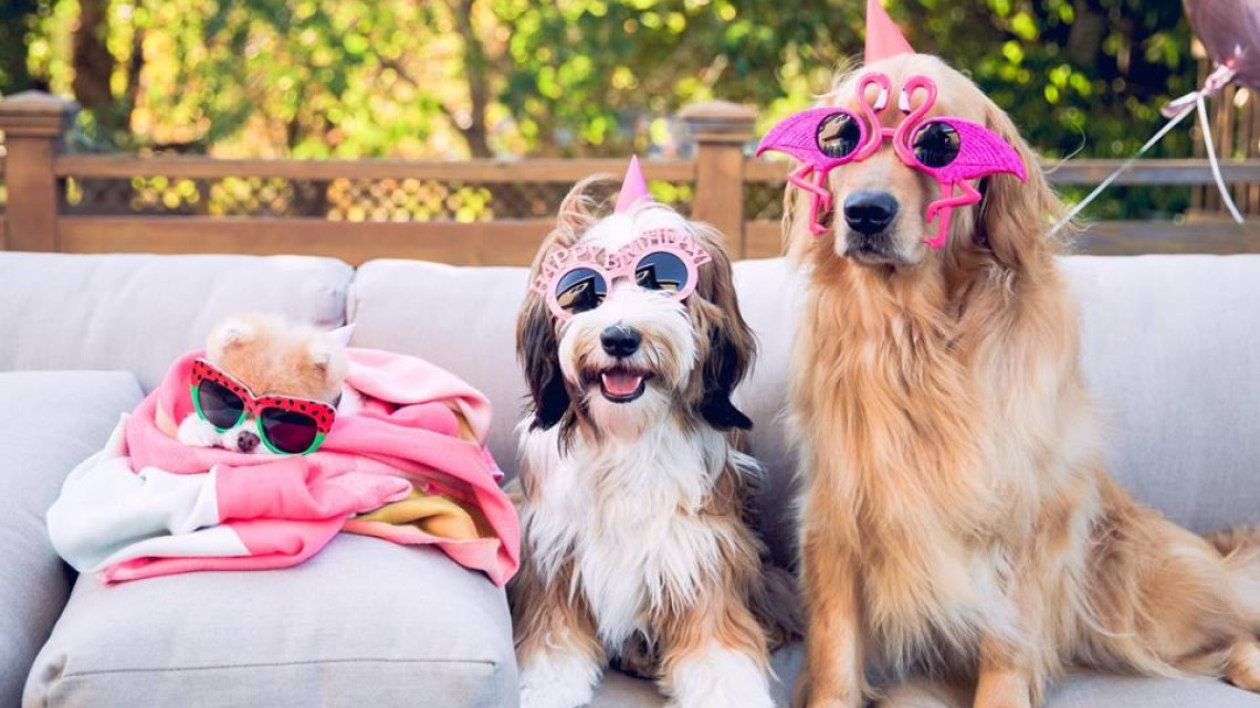 Adiós hermoso Boo, muere el perro más lindo del mundo