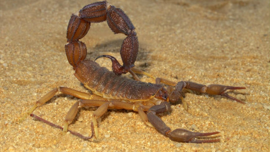 Pica escorpión a pasajera de Aeroméxico