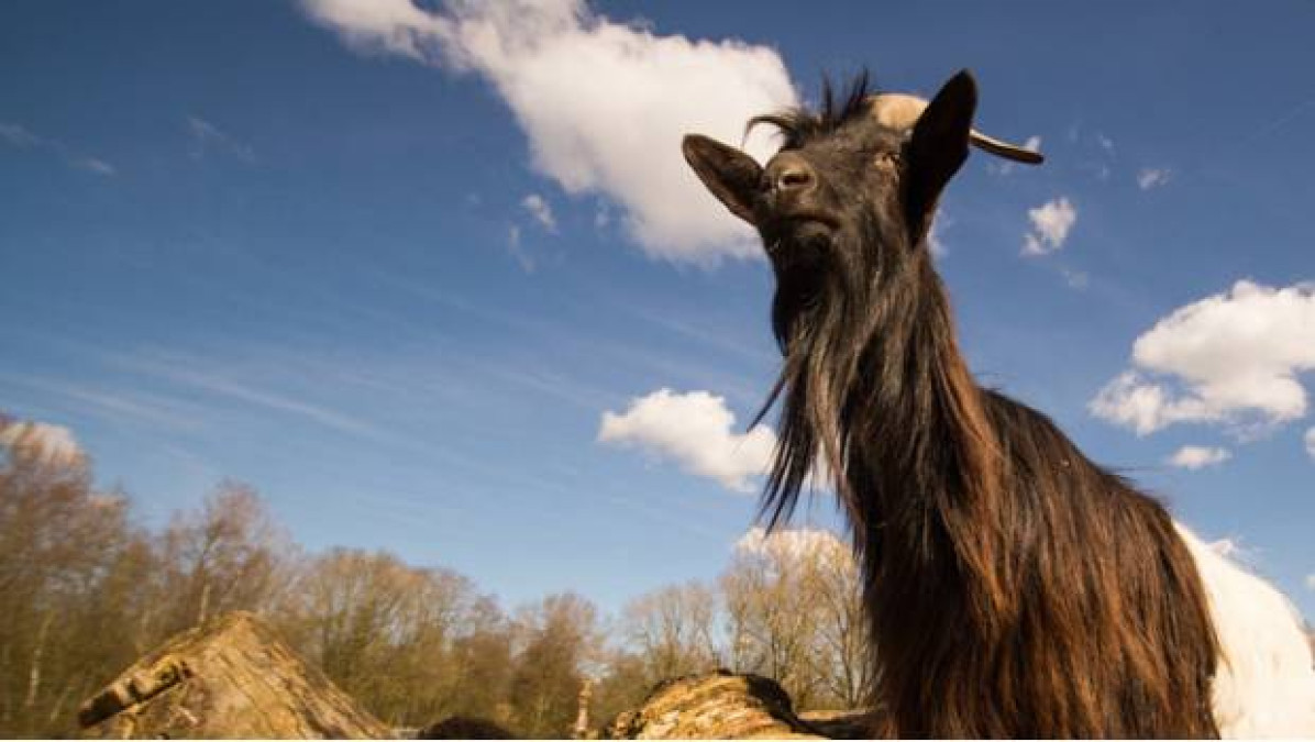 Cabra drogadicta inicia proceso de rehabilitación