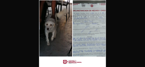 Exhorta Alcalde de Reynosa a dueños cuidar de sus mascotas 