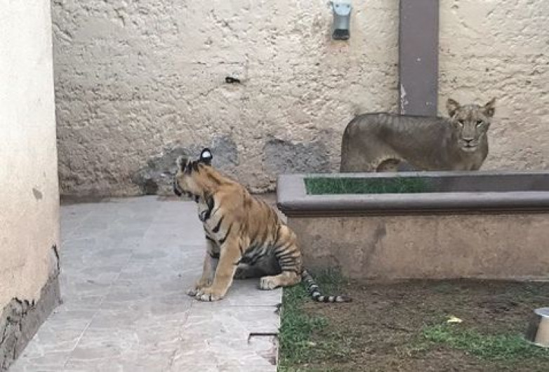 Aseguran cinco animales de vida silvestre en Chihuahua
