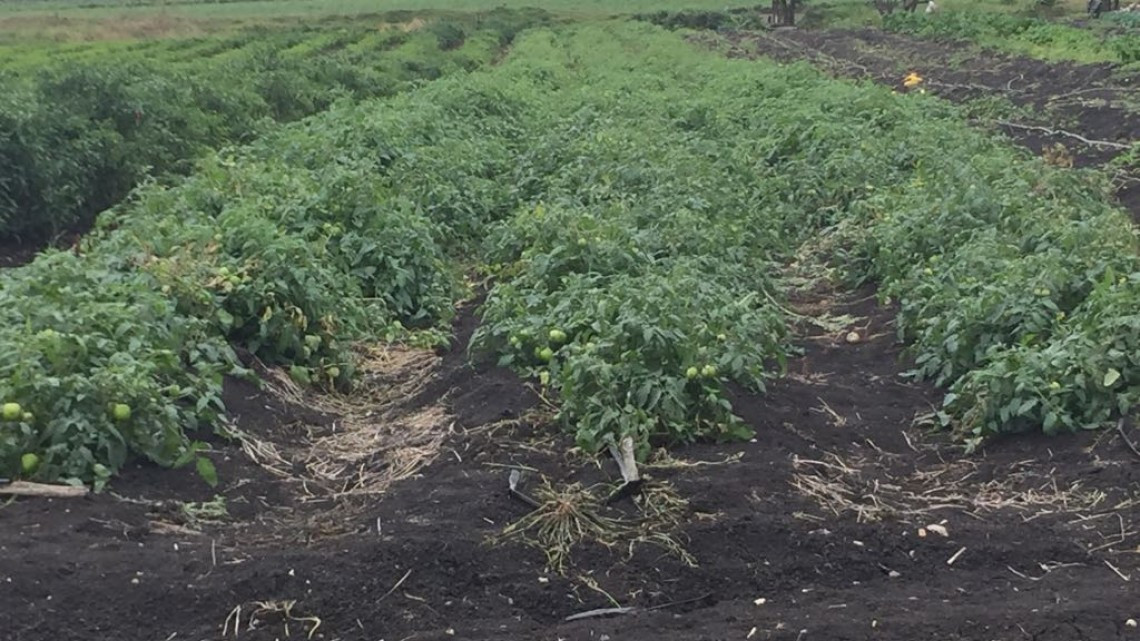 Migración en el campo afecta familias locales y extraditadas de Estados Unidos