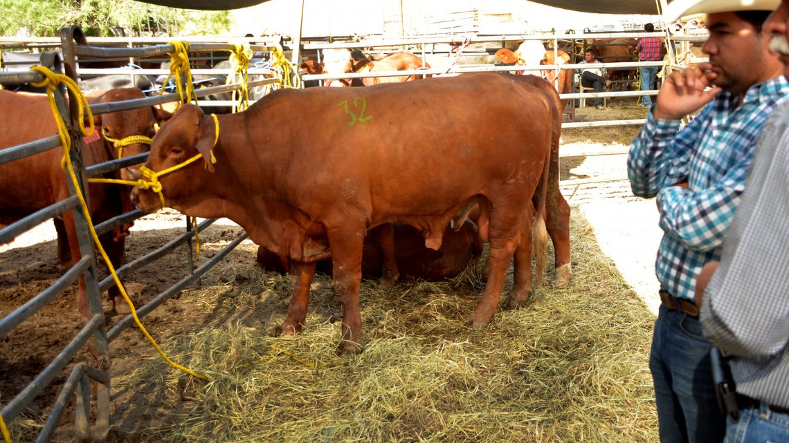 Entregan ganado bovino a productores pecuarios