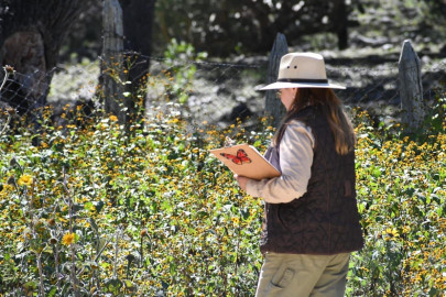 Invertirá Tamaulipas en la protección del hábitat de la mariposa monarca: CPBT