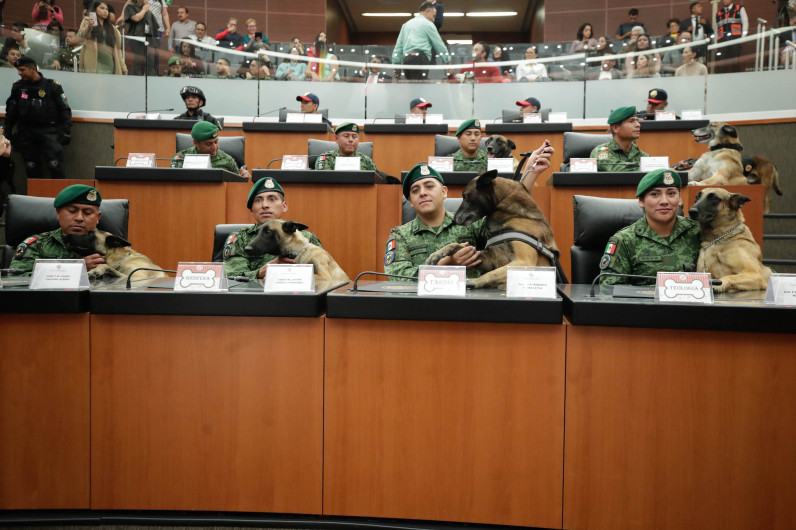  Senado buscará declarar a perritos como seres sintientes y darles derechos constitucionales