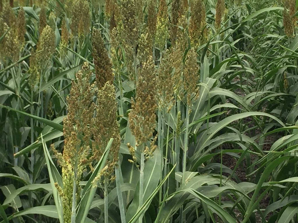 Agricultores a la espera de recursos económicos para incentivar el campo