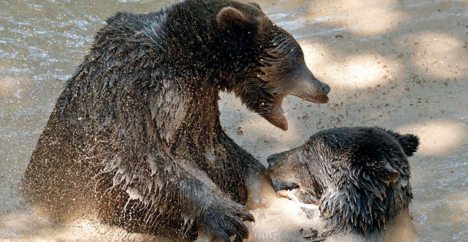 Muere cuidador de zoológico en Shanghái tras ataques de osos 