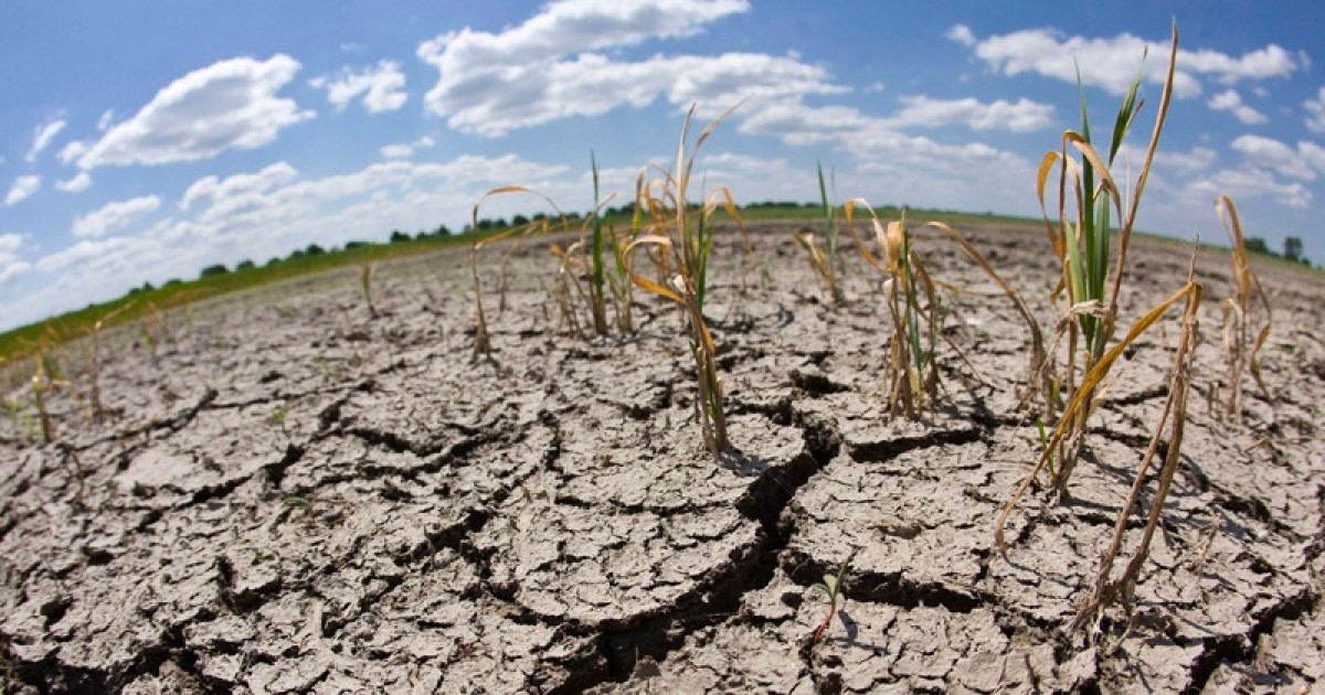 La sequía afectó el 40% de siembra de temporal asegurado