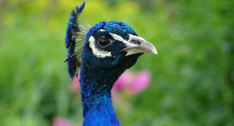 La majestuosidad de un pavo real al volar