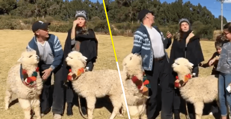 Alpaca escupe a Sergio Mayer