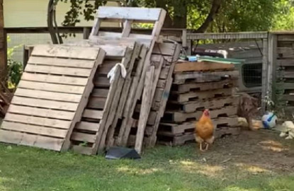 El juego entre un perro y un gallo se vuelve viral 