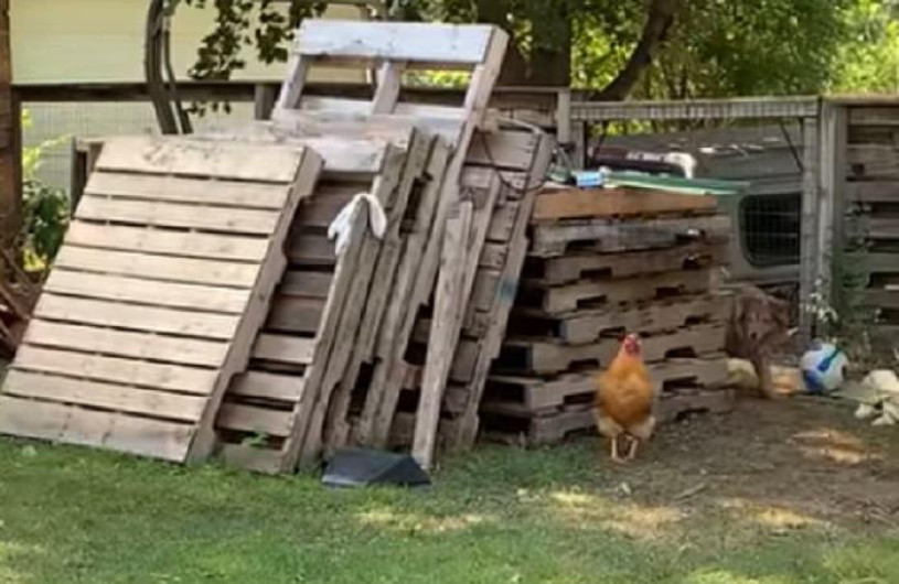 El juego entre un perro y un gallo se vuelve viral 