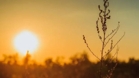Suma México 48 muertes por ola de calor