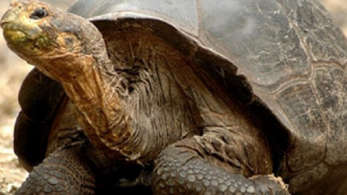 A los 344 años muere “Alagba”, la tortuga más vieja de África