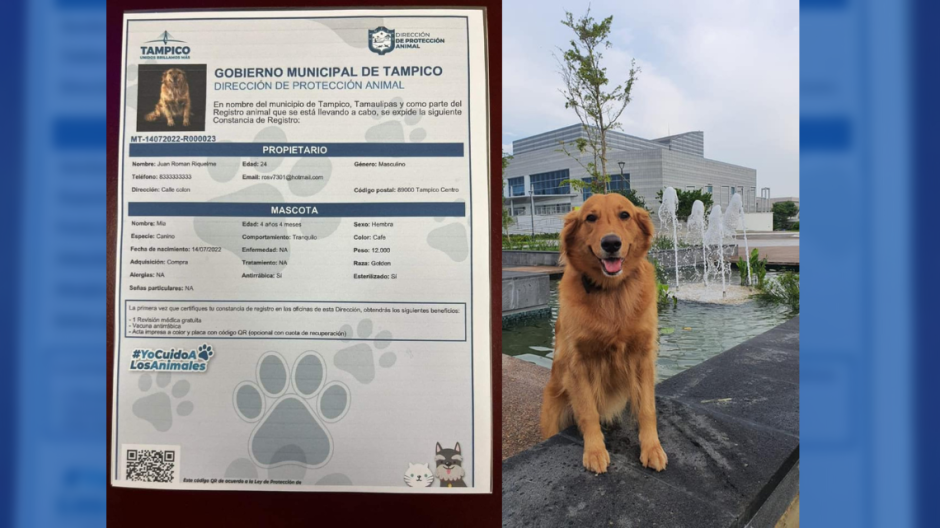 Tampico permite que mascotas ya tengan su acta de nacimiento