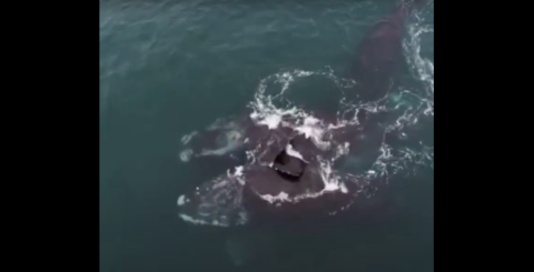 Ballenas en peligro de extinción ‘se abrazan’ nadando en el Atlántico
