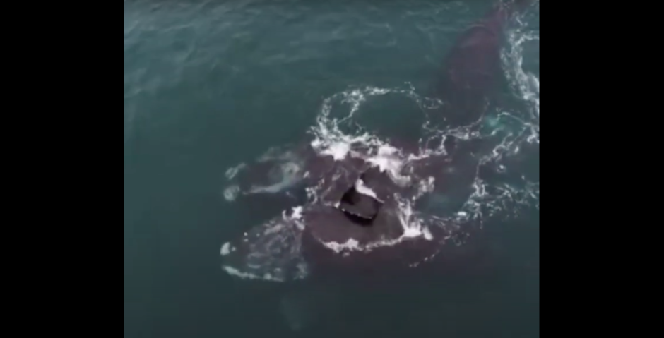 Ballenas en peligro de extinción ‘se abrazan’ nadando en el Atlántico