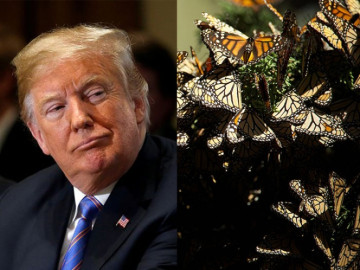 Propone Trump cancelar protecciones para ciertas especies