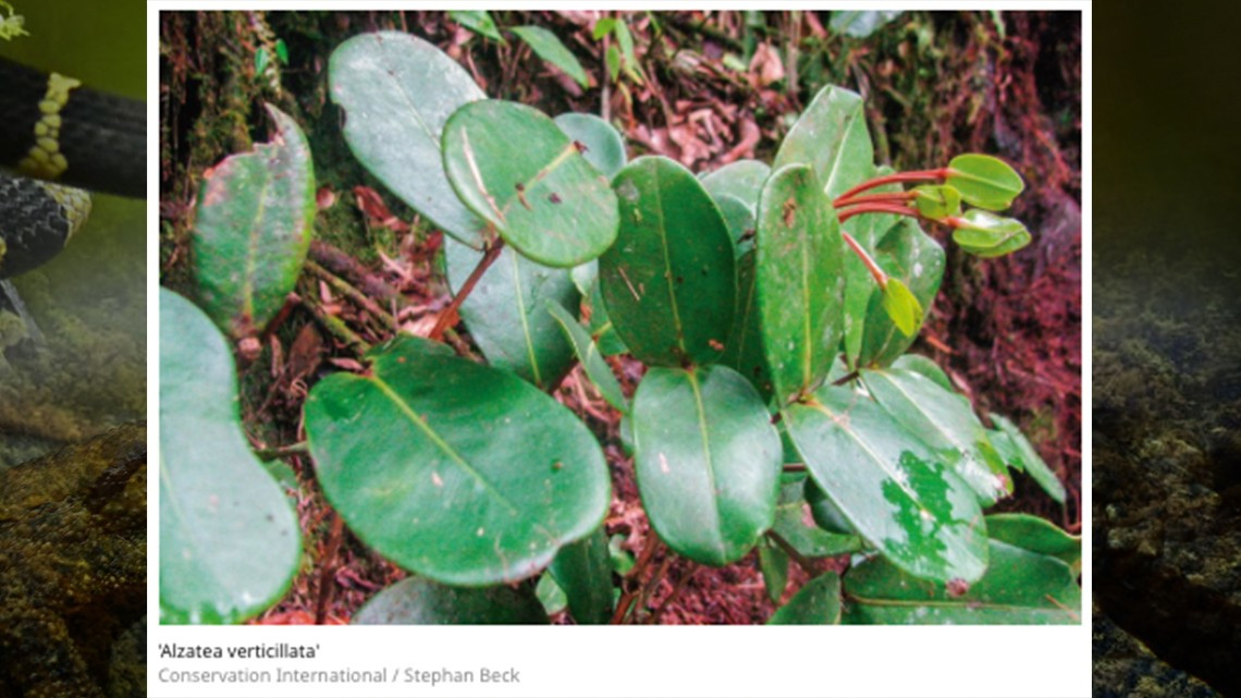 Descubren 20 nuevas especies en selvas de Bolivia