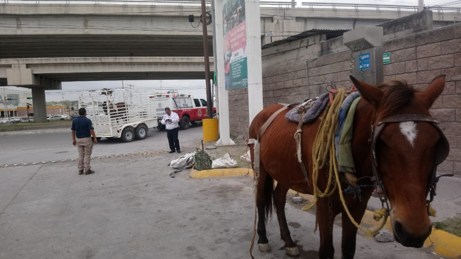 Protege Municipio a animales usados para estirar carretones 