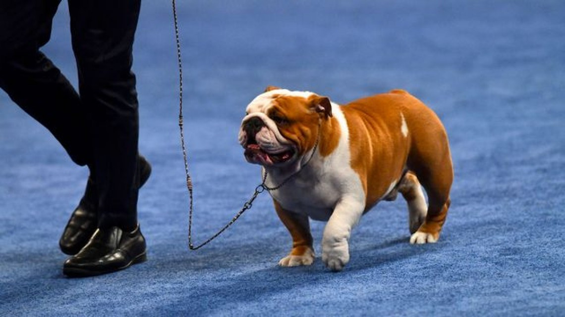 Conoce al adorable cachorro que ganó el National Dog Show 2019