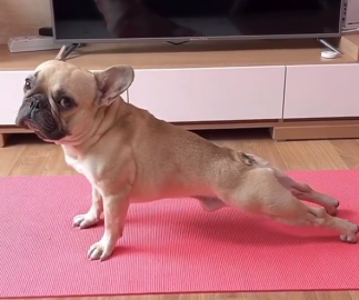 “Conozca a su instructor de yoga”