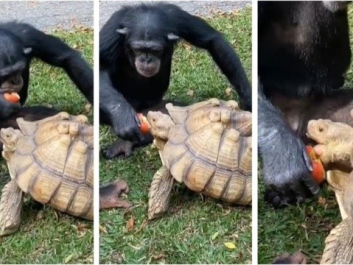 Chimpancé comparte su manzana con una tortuga
